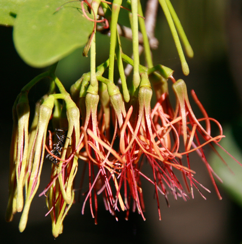 Amyema congener (variable mistletoe) (alternate view 2)