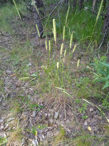 Phleum (Timothies) (alternate view 6)