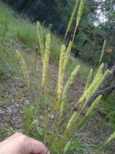 Phleum (Timothies) (alternate view 7)