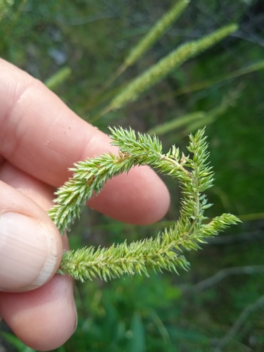 Phleum (Timothies) (alternate view 5)