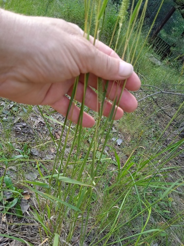 Phleum (Timothies) (alternate view 8)