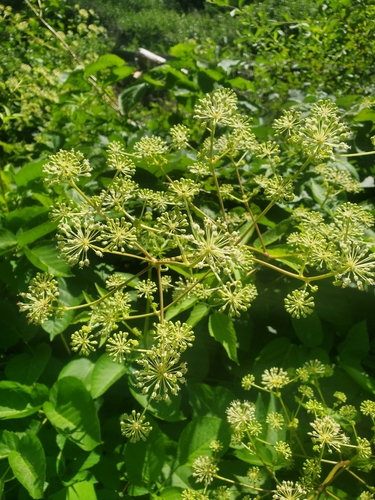 Aralia californica (California Spikenard) (alternate view 10)