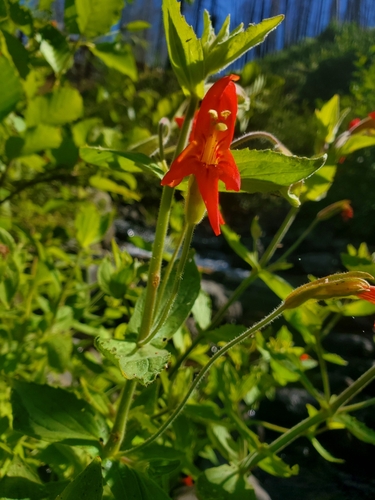 Erythranthe cardinalis (Scarlet Monkeyflower) (alternate view 5)