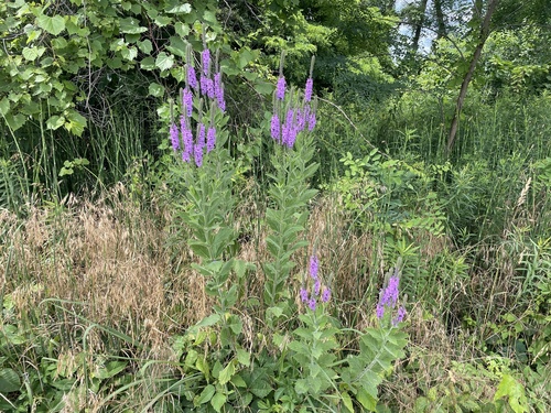 Verbena stricta (hoary vervain) (alternate view 5)
