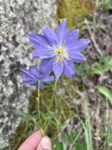 Aquilegia coerulea (blue columbine) (alternate view 2)