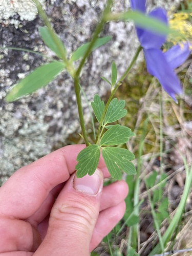 Aquilegia coerulea (blue columbine) (alternate view 3)