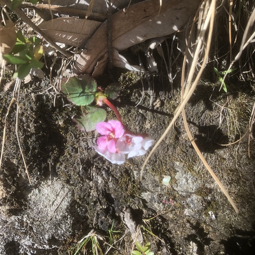 Bergenia ciliata (Frilly Bergenia) (alternate view 7)