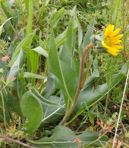 Wyethia angustifolia (Narrow Leaf Mule Ears) (alternate view 2)