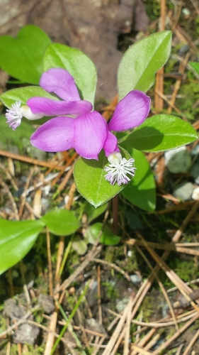 Polygaloides paucifolia (fringed polygala) (alternate view 5)