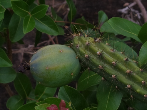 Cereus (alternate view 7)