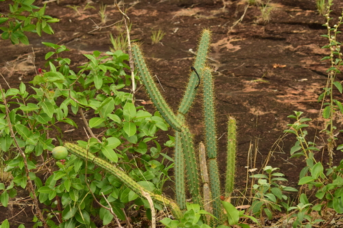 Cereus (alternate view 8)