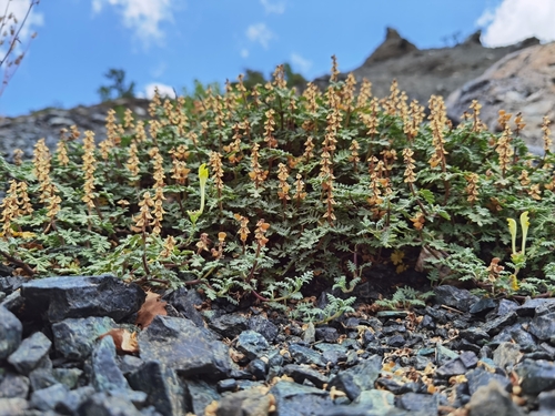 Scutellaria (skullcaps) (alternate view 5)