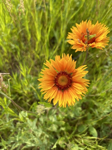 Gaillardia aristata (blanketflower) (alternate view 7)