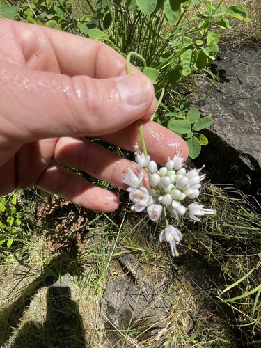Allium cernuum (Nodding Onion)