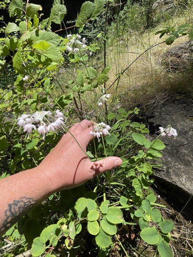 Allium cernuum (Nodding Onion) (alternate view 2)