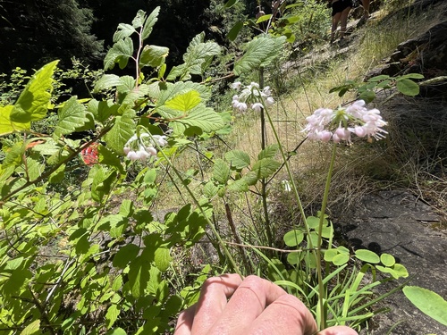 Allium cernuum (Nodding Onion) (alternate view 3)