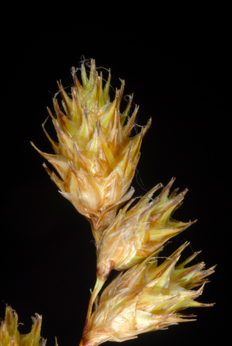 Carex bicknellii (Bicknell's Sedge)