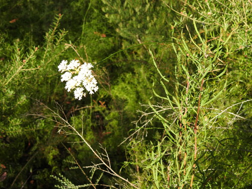 Conospermum longifolium (Smoke Bush) (alternate view 9)