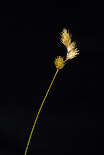 Carex bicknellii (Bicknell's Sedge)