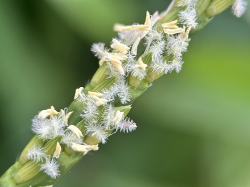 Stenotaphrum secundatum (St. Augustine Grass)