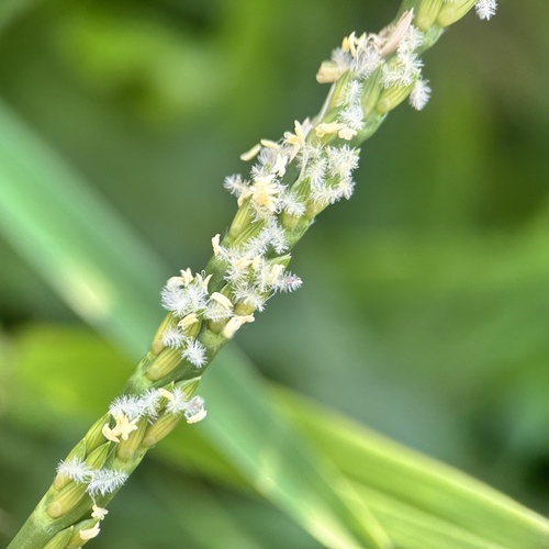 Stenotaphrum secundatum (St. Augustine Grass) (alternate view 2)
