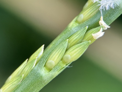 Stenotaphrum secundatum (St. Augustine Grass) (alternate view 3)