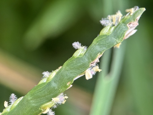 Stenotaphrum secundatum (St. Augustine Grass) (alternate view 5)