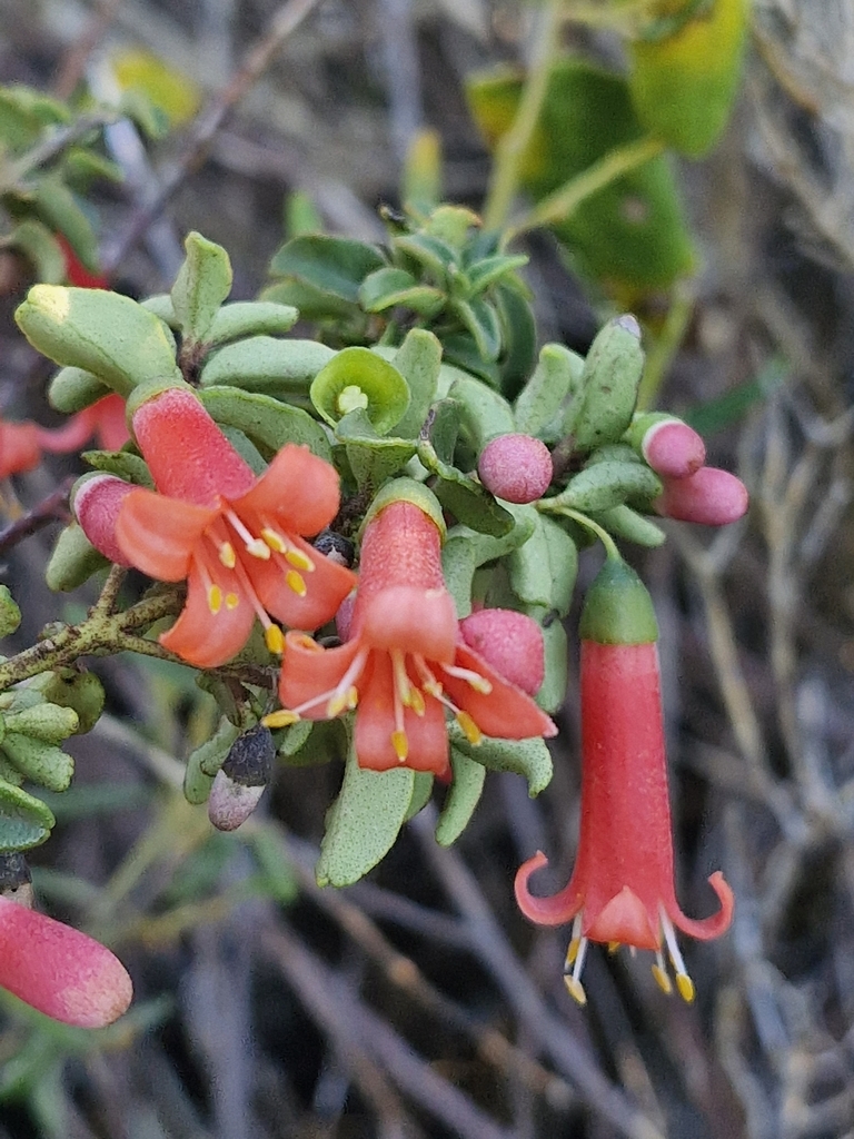 Correa pulchella, Salmon correa — mounding evergreen (Rutaceae) (image 10 of 10)