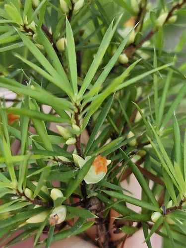 Brachyloma ericoides (brush heath) (alternate view 4)
