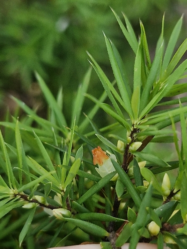 Brachyloma ericoides (brush heath) (alternate view 5)
