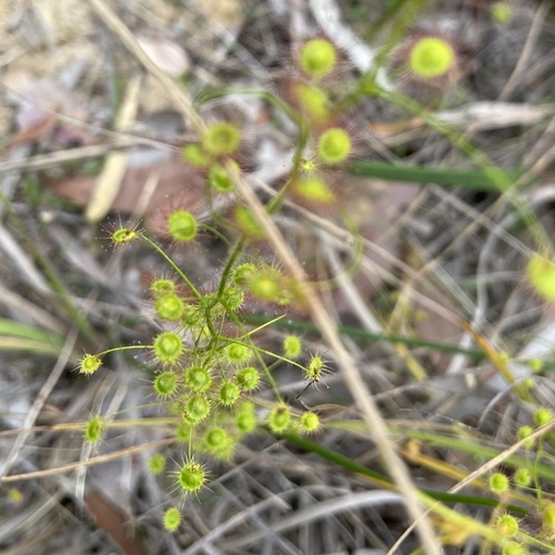 Drosera macrantha (Bridal Rainbow) (alternate view 4)