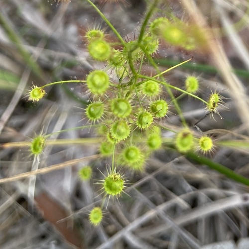 Drosera macrantha (Bridal Rainbow) (alternate view 5)