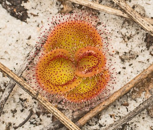 Drosera (Sundews) (alternate view 6)