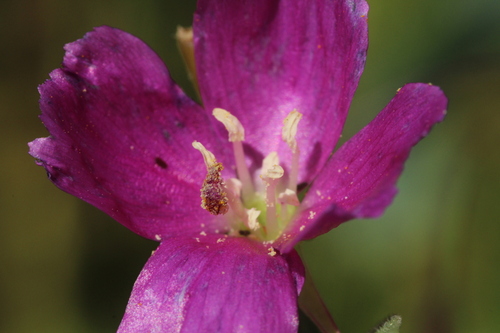 Clarkia purpurea (Winecup Clarkia) (alternate view 2)