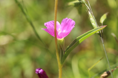 Clarkia purpurea (Winecup Clarkia) (alternate view 3)