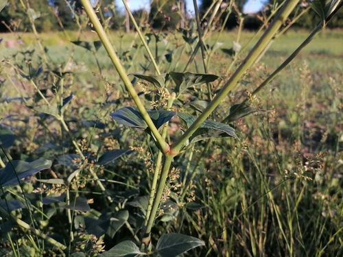 Mirabilis nyctaginea (Wild Four o'Clock) (alternate view 5)