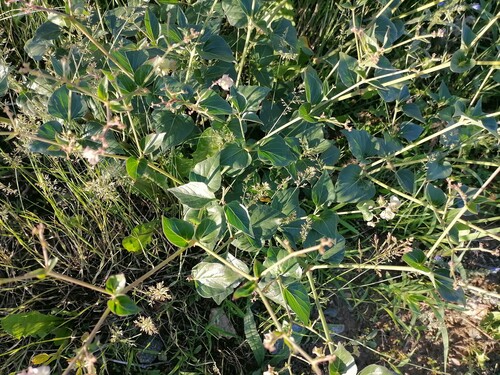 Mirabilis nyctaginea (Wild Four o'Clock) (alternate view 3)