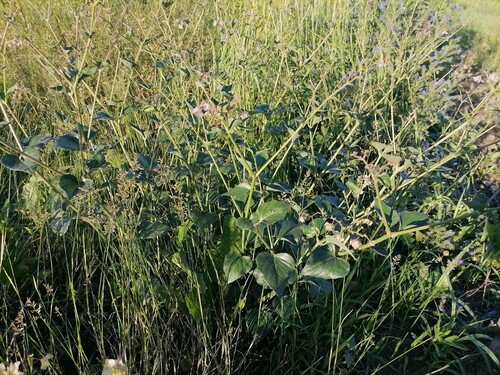 Mirabilis nyctaginea (Wild Four o'Clock) (alternate view 4)