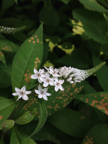 Lysimachia clethroides (Gooseneck Loosestrife) (alternate view 6)