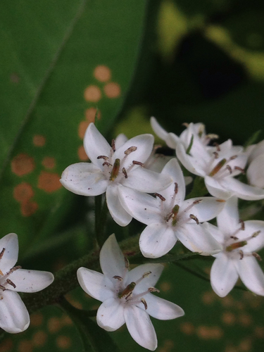 Lysimachia clethroides (Gooseneck Loosestrife) (alternate view 7)