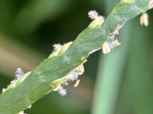 Stenotaphrum secundatum (St. Augustine Grass) (alternate view 4)