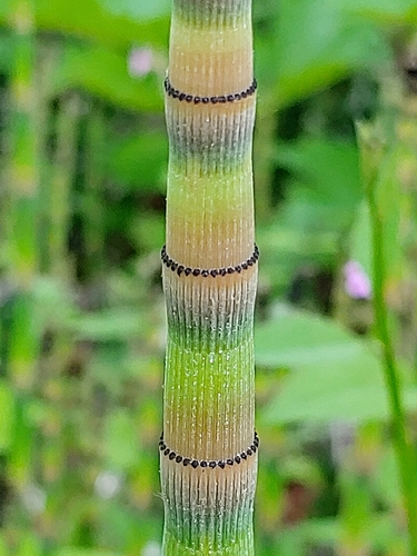 Equisetum hyemale (scouring rush) (alternate view 2)