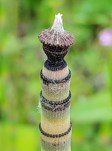 Equisetum hyemale (scouring rush) (alternate view 3)