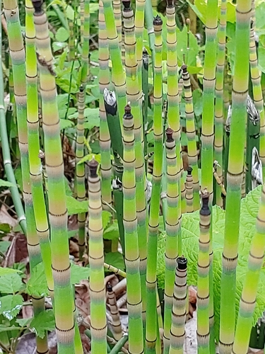 Equisetum hyemale (scouring rush) (alternate view 4)