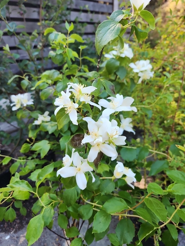 Philadelphus lewisii (Lewis' Mock Orange) (alternate view 5)