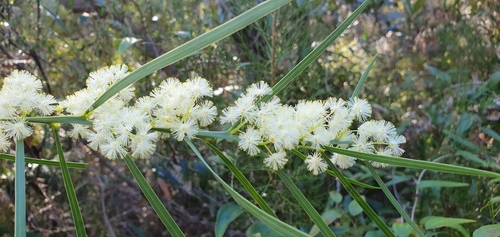 Acacia suaveolens (Sweet Wattle) (alternate view 9)