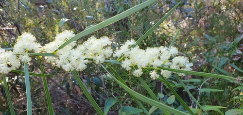 Acacia suaveolens (Sweet Wattle) (alternate view 10)