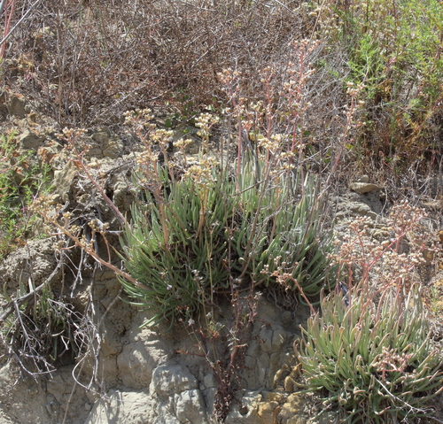Dudleya edulis (Fingertips) (alternate view 5)