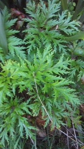 Geranium maderense (alternate view 9)