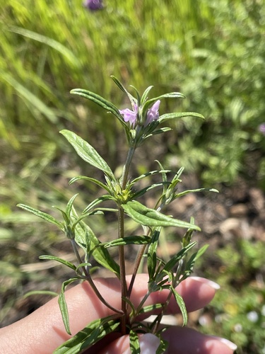 Galeopsis (Hempnettles) (alternate view 6)
